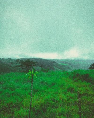 Costa Rica greenery