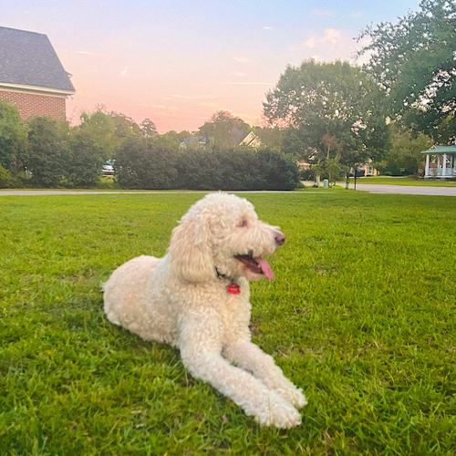 Dog looking forward