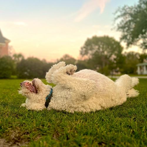 Dog upside down