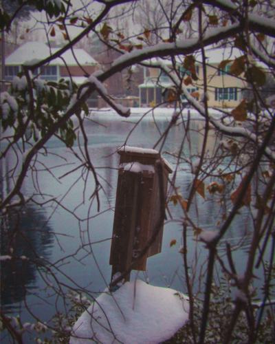 Snowy bird feeder