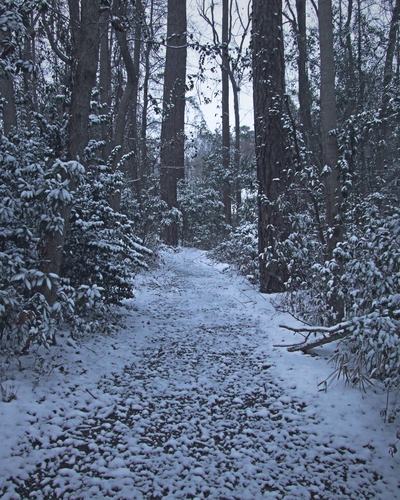 Snowy path