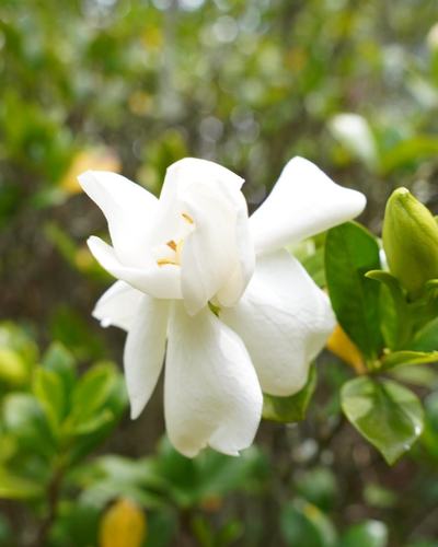 White flower macro with soft green bokeh